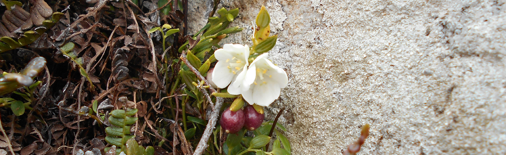 ALMOND FLOWER Luzruriaga marginata 